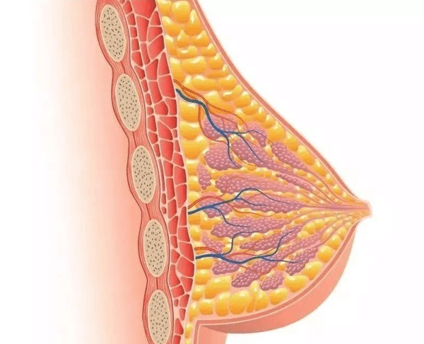 催乳激素可促進(jìn)乳腺組織的發(fā)育